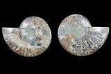 Cut & Polished Ammonite Fossil - Agatized #82313-1